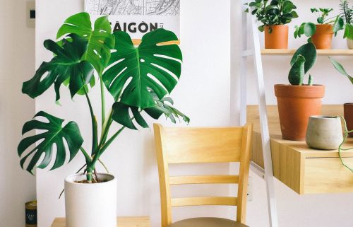 Rastliny v interiéri