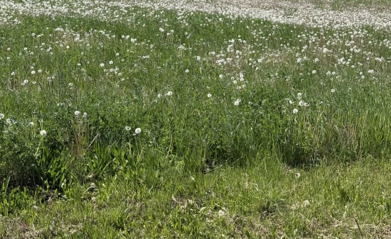 Predaj, pozemok pre rodinný dom 800 m2 Andovce