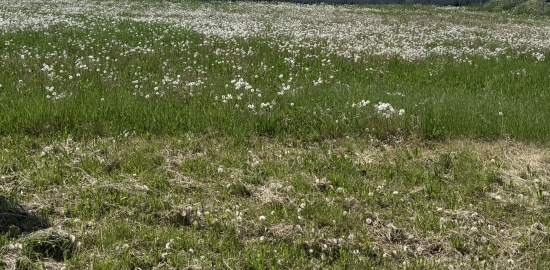Predaj, pozemok pre rodinný dom 800 m2 Andovce
