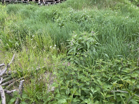 Predaj, rodinný dom Prešov, Solivar, pozemok s RD na zbúranie