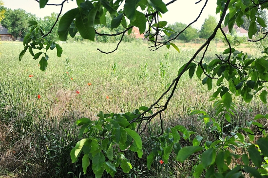 Predaj, pozemok pre rodinný dom   1545 m2 Ondrejovce