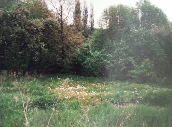 Predaj, záhradný pozemok   491 m2 Trstín