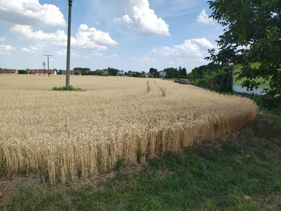 Predaj, pozemok pre rodinný dom   2605 m2 Kútniky, Heďbeneéte - EXKLUZÍVNE HALO REALITY