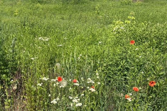 Predaj, pozemok pre rodinný dom   702 m2 Nová Polhora, pri Košiciach