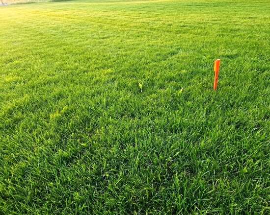 Predaj, rekreačný pozemok Nálepkovo, 760 m2 - EXKLUZÍVNE HALO REALITY