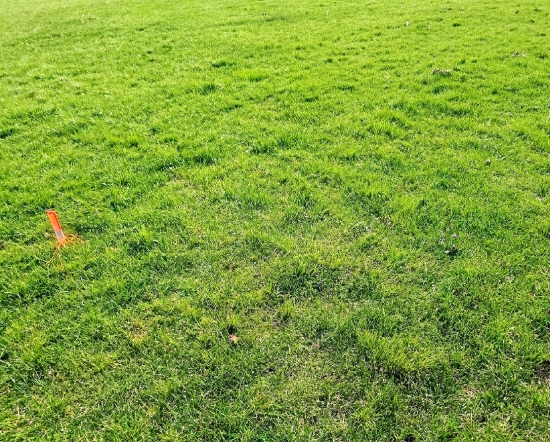 Predaj, rekreačný pozemok Nálepkovo, 760 m2 - EXKLUZÍVNE HALO REALITY