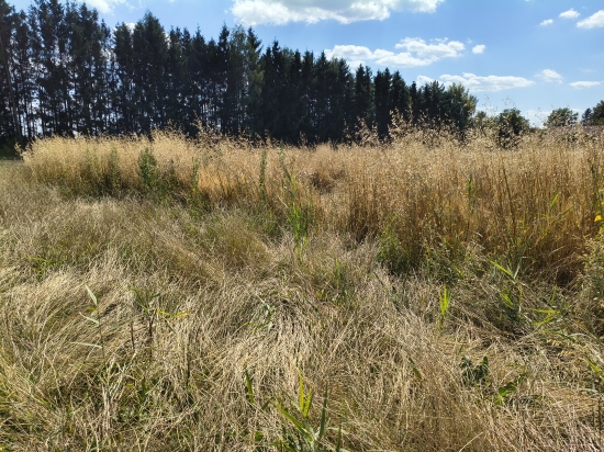 Predaj, pozemok pre rodinný dom   4837 m2 Bodorová