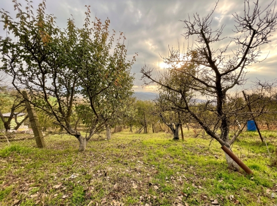 Predaj, rekreačný pozemok Šahy, vinica s chatkou, 437 m2 - EXKLUZÍVNE HALO REALITY
